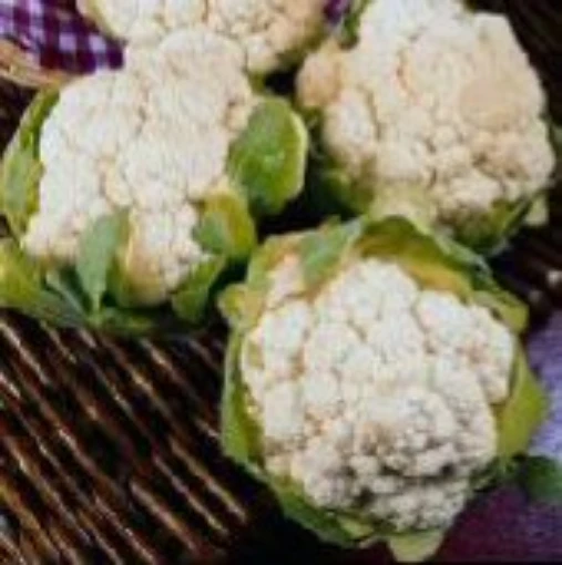 Igloo Cauliflower CF7-50