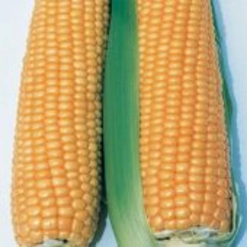 Illini Xtra Sweet Corn CN16-50