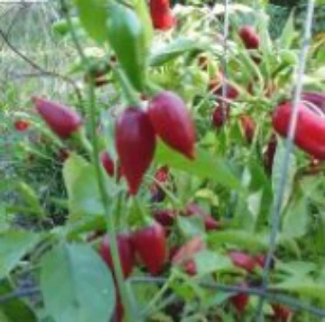 Inca Red Drop Pepper Seeds