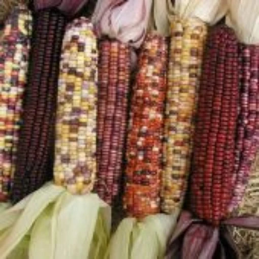 Autumn Explosion Corn CN42-50