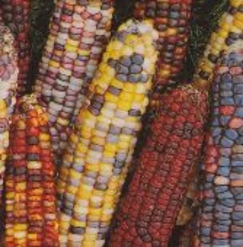 Indian Ornamental Corn (Large Kernels) CN41-50