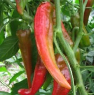 Isleta Long Pepper Seeds