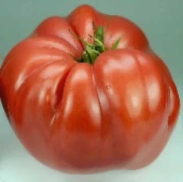 Italian Giant Beefsteak Tomato Seeds
