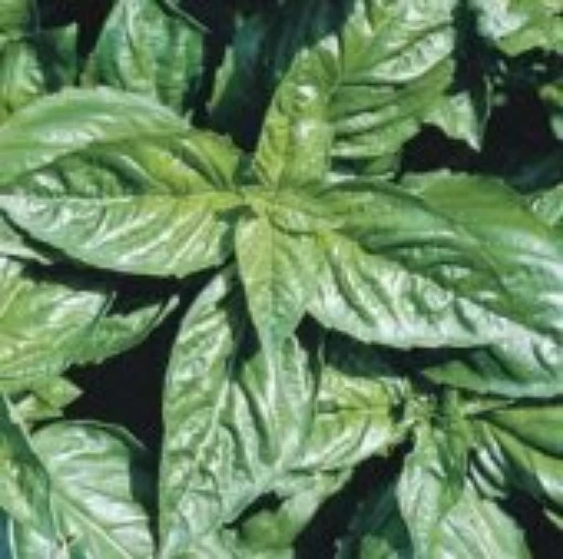 Italian Large Leaf Basil Seeds