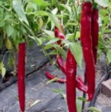 Italian Roaster II Pepper Seeds