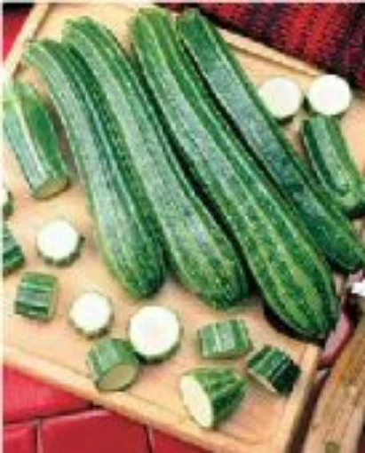 Italiano Largo Zucchini Squash SQ63-10