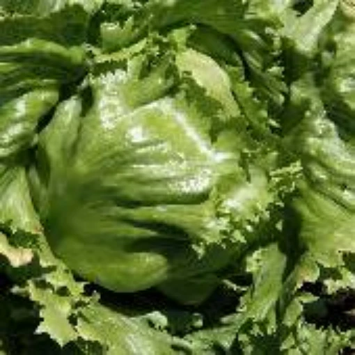 Ithaca Lettuce LC38-100