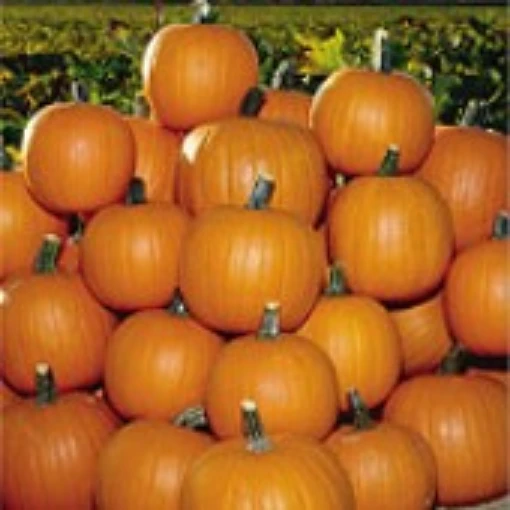 Jack of All Trades Pumpkins PM46-10