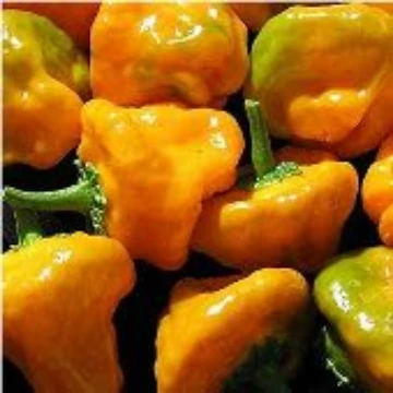 Jamaican Gold Pepper Seeds