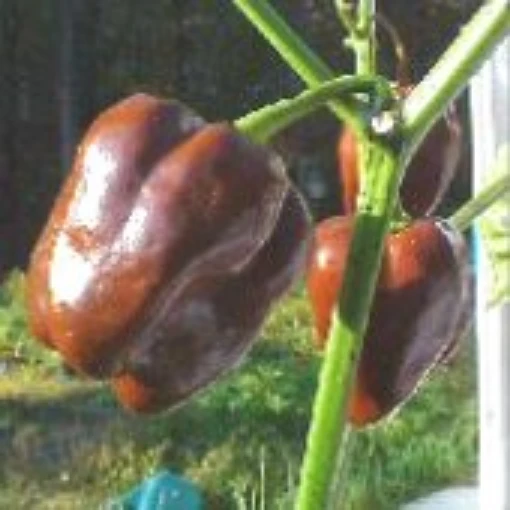 Jamaican Hot Peppers (Chocolate) HP620-10
