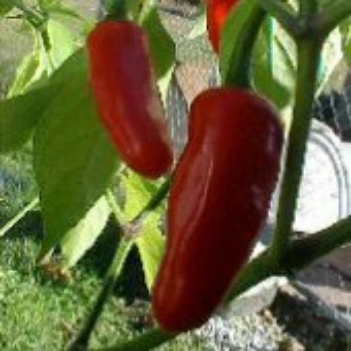 Jamaican Hot Peppers (Red Strain 4) HP1918-10