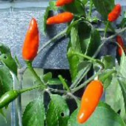 Jamaican Kitchen Hot Peppers HP1083-10