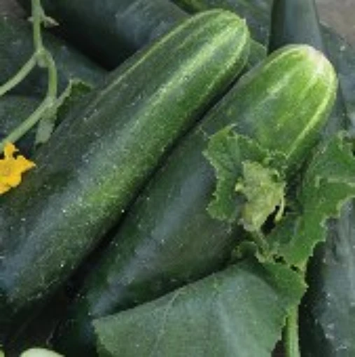 Japanese Climbing Cucumbers CU106-20