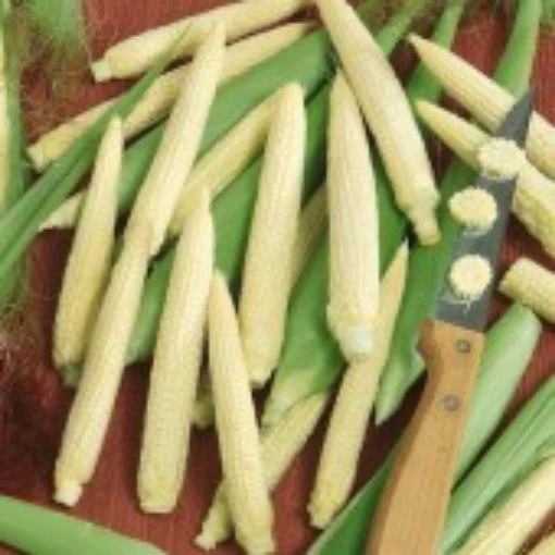 Japanese Hulless White Corn CN10-50