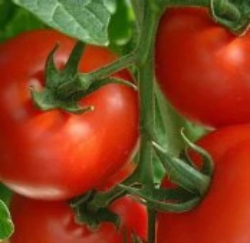 Jetsetter Tomato Seeds
