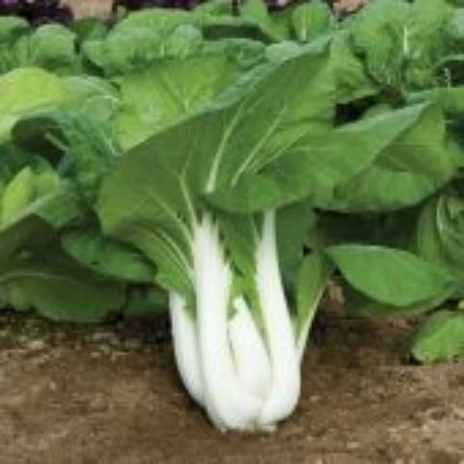 Joi Choi Chinese Cabbage CB23-50