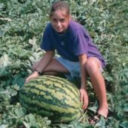 Jubilee Watermelons WM65-20