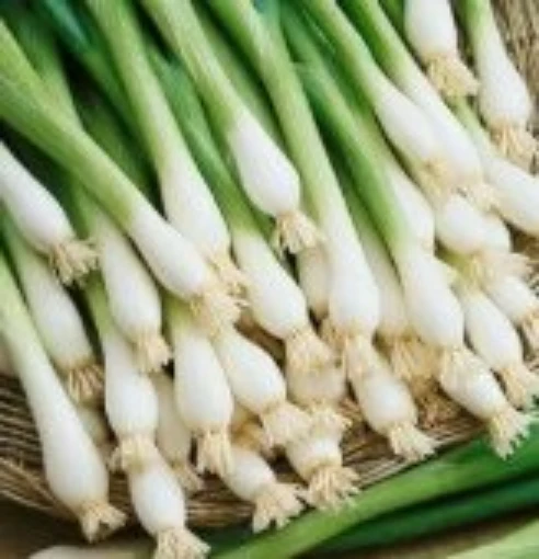 K 99 Bunching Onions ON41-100