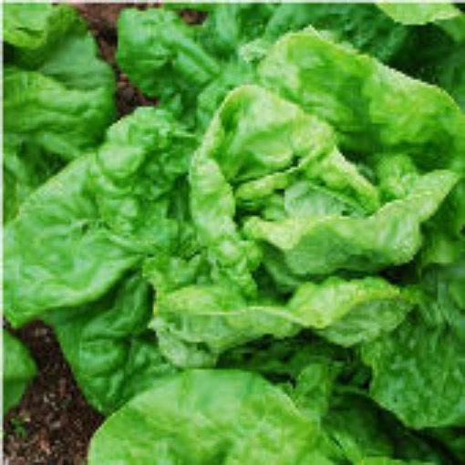 Kagraner Sommer Lettuce LC46-100