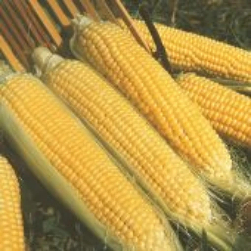 Kandy Korn Corn CN18-50