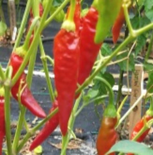 Kim Chi Hot Peppers HP1862-10