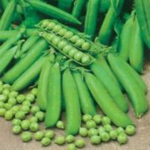 Knight Sweet Peas PE25-50
