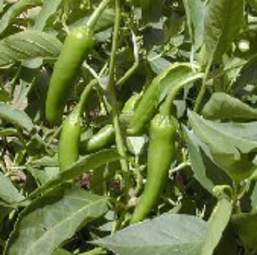 Kori Sitakame Pepper Seeds