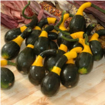 Koshare Yellow Banded Gourd Seeds