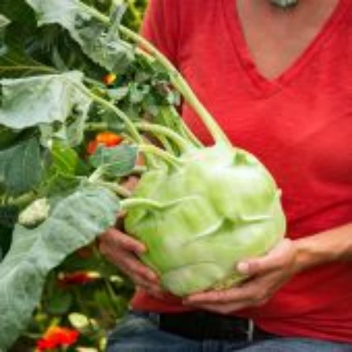 Kossak Kohlrabi KO7-50