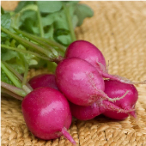 Lady Slipper Radishes RD45-50