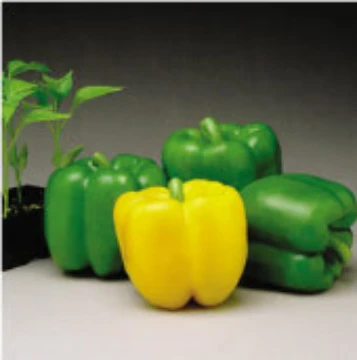 Lafayette Pepper Seeds