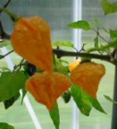 Lantern Hot Peppers HP860-10