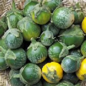 Lao Green Stripe Eggplant Seeds