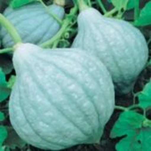 Large Blue Hubbard Squash SQ90-20