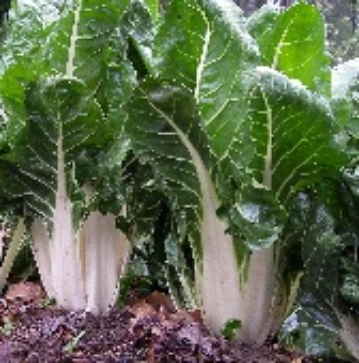 Large White Ribbed Swiss Chard SW5-50