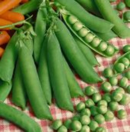 Laxton's Progress No 9 Sweet Peas PE30-50