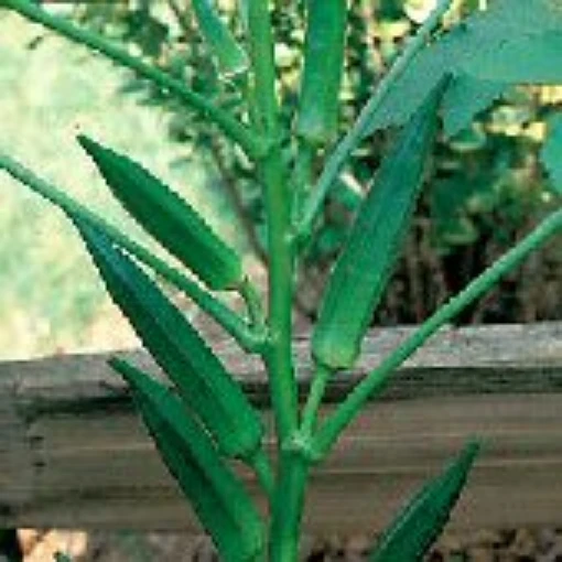 Lee Okra OK8-20