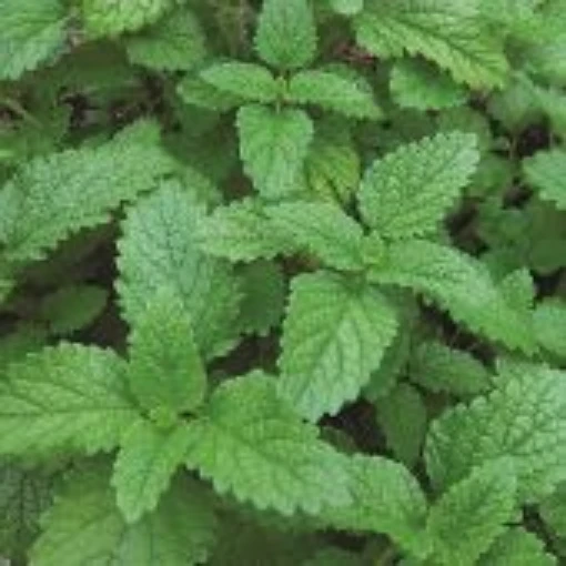 Lemon Balm HB45-100