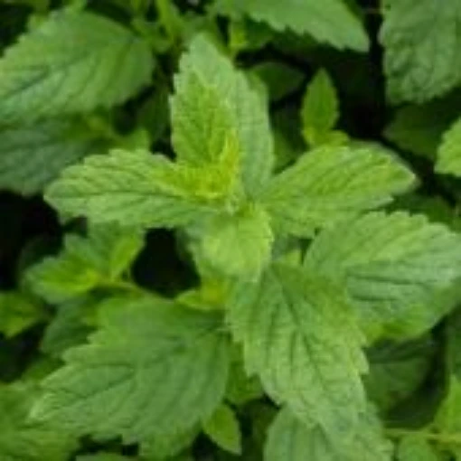 Quedlinburger Neiderliegende Lemon Balm HB81-100