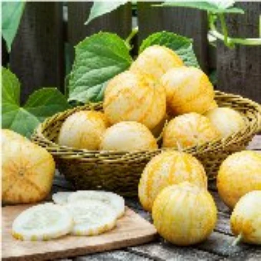 Lemon Cucumbers CU11-20