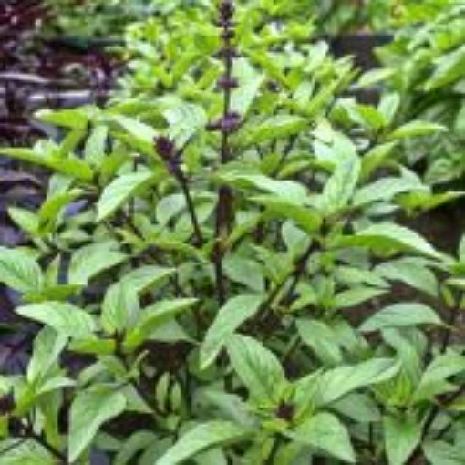 Licorice Basil HB136-100