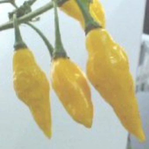 Limon Hot Peppers HP144-10