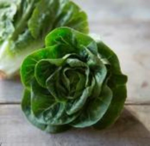 Little Gem Lettuce LC50-100