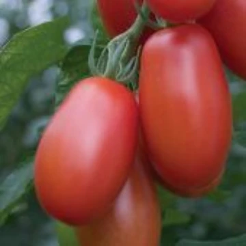 Little Mama Tomato Seeds