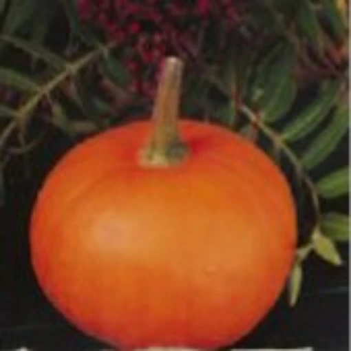 Little October Pumpkins PVP PM40-10