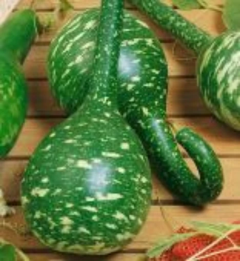 Long Handled Dipper Gourds GD7-10