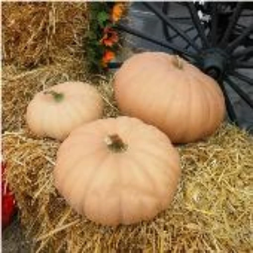 Long Island Cheese Squash SQ27-20