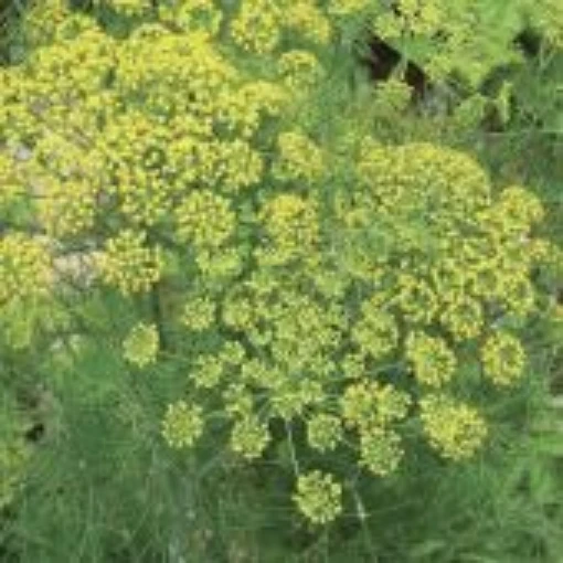 Long Island Mammoth Dill HB34-100