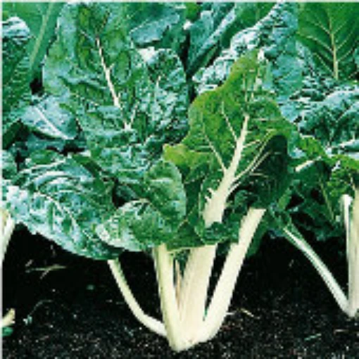 Lucullus Swiss Chard SW3-50