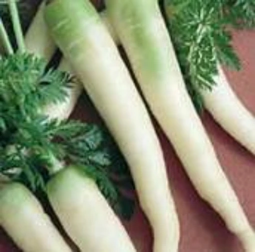 Lunar White Carrots CT33-100